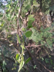 Pentatropis capensis