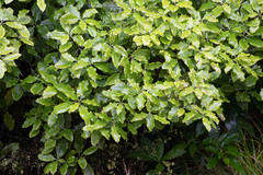 Pittosporum eugenioides