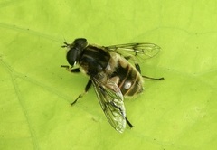 Eristalini