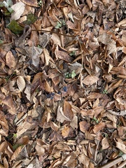 Caulophyllum thalictroides