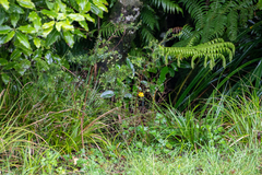 Coprosma propinqua