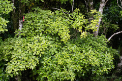 Pittosporum eugenioides
