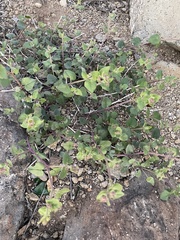 Mirabilis laevis