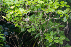 Pittosporum eugenioides