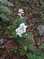Govenia liliacea