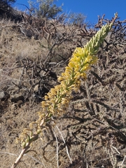 Agave schottii schottii