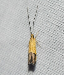 Crocanthes micradelpha