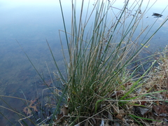 Juncus effusus