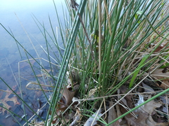Juncus effusus