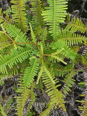 Dicranopteris