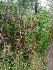 Asparagus asparagoides