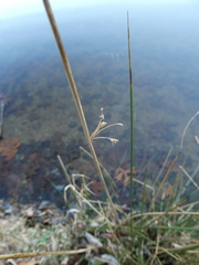 Juncus effusus