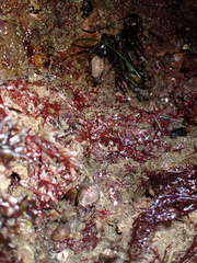 Pusula solandri