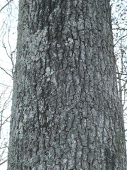 Quercus velutina