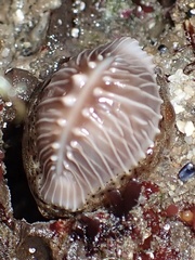 Pusula solandri