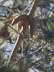 Pinus greggii greggii