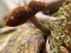 Kuehneromyces lignicola