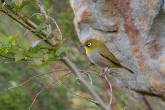 Zosterops virens capensis