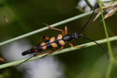 Strangalia attenuata