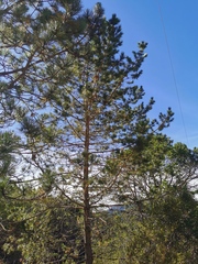 Pinus greggii greggii