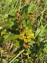 Ochna natalitia
