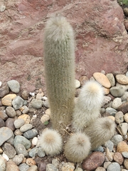 Cleistocactus strausii