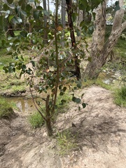 Eucalyptus baueriana