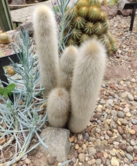 Cleistocactus strausii