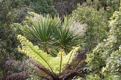 Cordyline