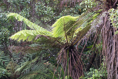 Cyathea smithii