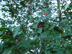 Ilex opaca