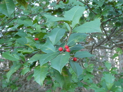 Ilex opaca