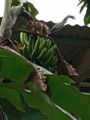 Sciurus variegatoides helveolus