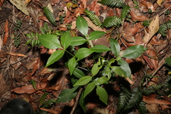 Pandorea jasminoides