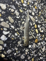 Ambystoma talpoideum