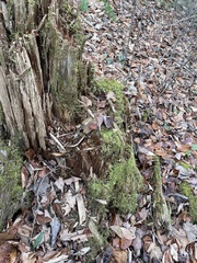 Kuehneromyces lignicola