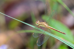 Neurothemis intermedia