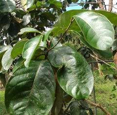 Annona