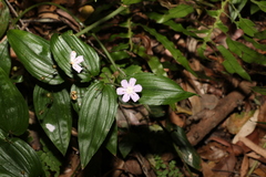 Tripladenia cunninghamii