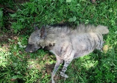Hyaena hyaena