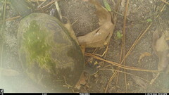 Deirochelys reticularia