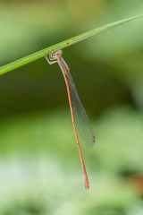 Aciagrion pallidum
