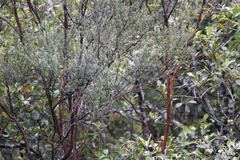 Leptospermum scoparium