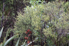 Leptospermum scoparium