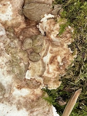 Trametes aesculi