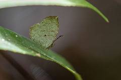 Allotinus substrigosus