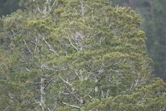 Dacrycarpus dacrydioides