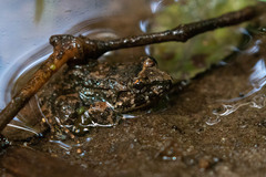 Limnonectes gyldenstolpei