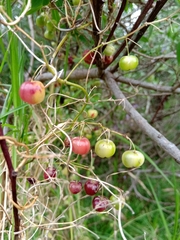 Asparagus asparagoides