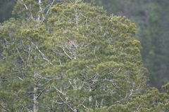 Dacrycarpus dacrydioides